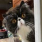 Profile image of Walter Bishop the Cat