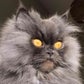 Profile image of Bobbie the Persian