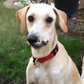 Profile image of Alan the Wonky Dog
