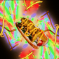 Profile image of HOTDOG HOTDOG