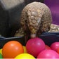 Profile image of Gwen the Armadillo
