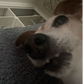 Profile image of Bella the jack