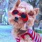 Profile image of Roxie In the City