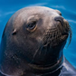 Profile image of seal