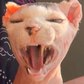 Profile image of Beebs