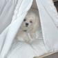 Profile image of Mulligan The Maltese