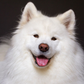 Profile image of Coconut Rice Bear