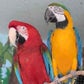 Profile image of Macaws Rockwell & Cusco at Stone Zoo