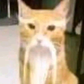 Profile image of Eltin