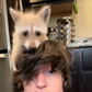 Profile image of Bento Box the Raccoon