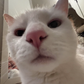 Profile image of Flour the Cat