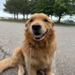 Profile image of Wally Dog