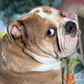 Profile image of Bulldog Ford