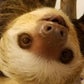 Profile image of Dunkin the Two Toed Sloth