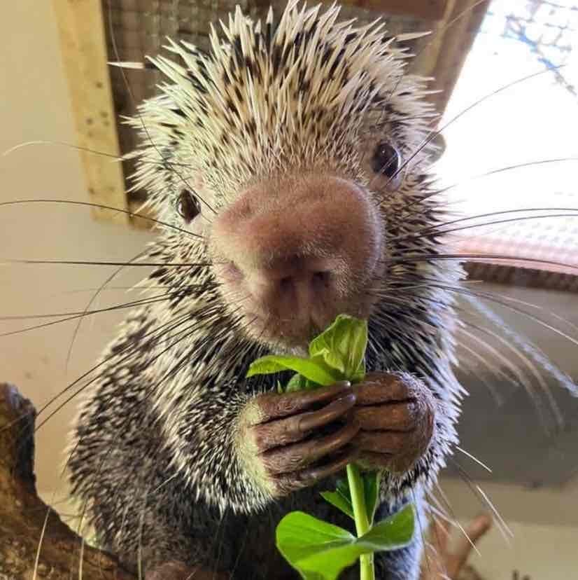 Rico The Porcupine
