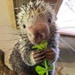 Profile image of Rico The Porcupine