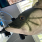 Profile image of Talking Fish