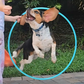 Profile image of Pawly Hoops