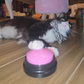 Profile image of Cat Gentleman
