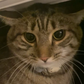 Profile image of Pickles
