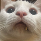 Profile image of Petey