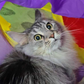 Profile image of The Pawtistics