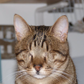Profile image of Blind Cat Dmitri