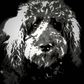 Profile image of Cape Lowe