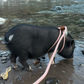 Profile image of Mango the Mini Pig