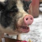 Profile image of Polly pig