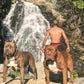 Profile image of DarkDynastyK9s