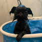 Profile image of Nigella the Griffon