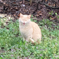 Profile image of Animalhaven405