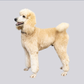 Profile image of Pappy the Poodle