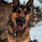 Profile image of GSD_Moose