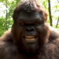 Profile image of Buff Big Foot