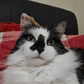 Profile image of Fluffy British Cat
