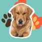 Profile image of Bentley The Golden DIgger