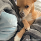 Profile image of Talking Chihuahua Buddy