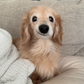 Profile image of Bella the Smiling Dachshund