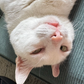 Profile image of Boy the Flip Cat 🤸🏻