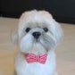 Profile image of pawsofsimba