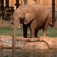 Profile image of Kelly the African Elephant