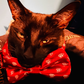 Profile image of Lord Vadermort the Black Cat