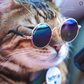 Profile image of SurferCatMav