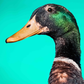 Profile image of Pablo!