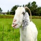 Profile image of Juno the Goat