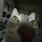 Profile image of Furry Nik