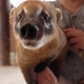 Profile image of Manaus the South American Coatis