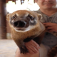 Profile image of Manaus the South American Coatis